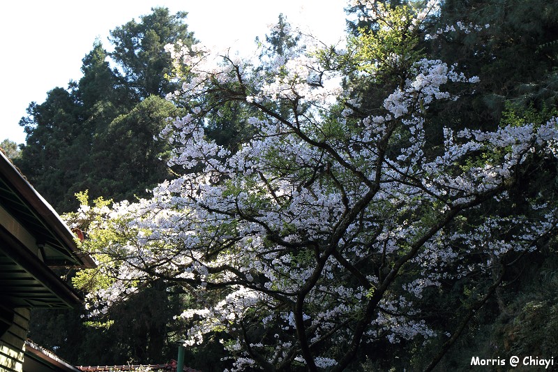 2012阿里山櫻花季 (89)