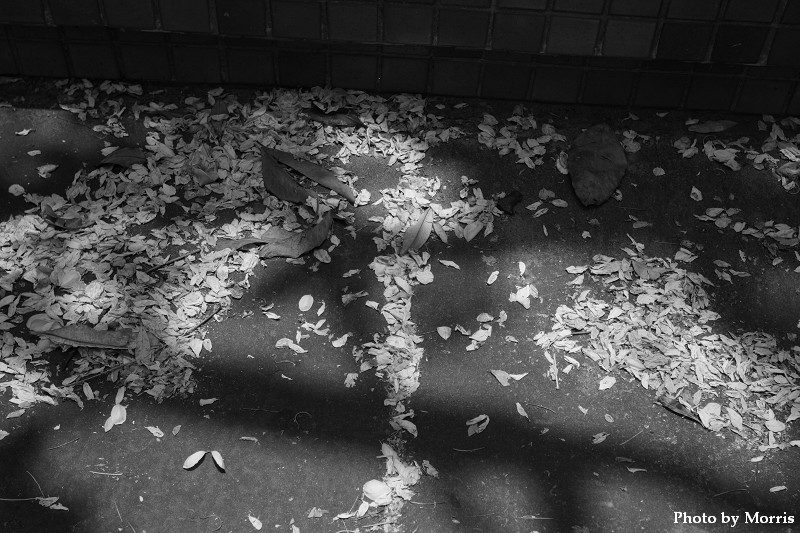 夏日大挑 Day 19.JPG