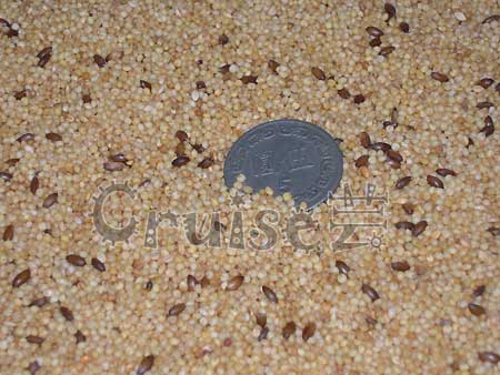 福壽蛋黃粟營養食品2