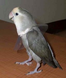 自製伊麗莎白頸圈 /頭套 <版權所有 請勿轉po> 自製伊麗莎白頸圈 /頭套 <版權所有 請勿轉po>