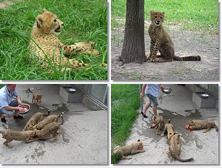 DSCN7987-tile.jpg DSCN7987-tile.jpg