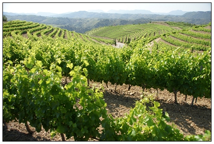 Priorat Torres.jpg Priorat Torres.jpg