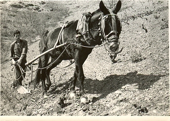 Verema002.jpg Verema002.jpg