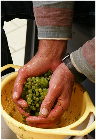 Chablis D2 1.jpg Chablis D2 1.jpg