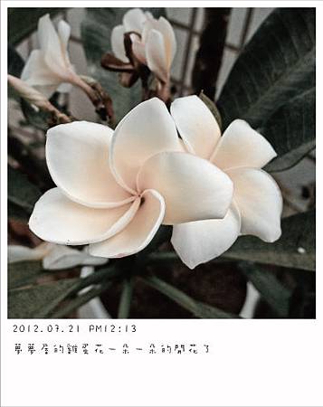 2012.07.21雞蛋花開花了