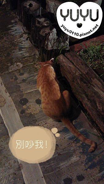 IMAG0374 IMAG0374