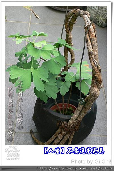 人生不要追求完美