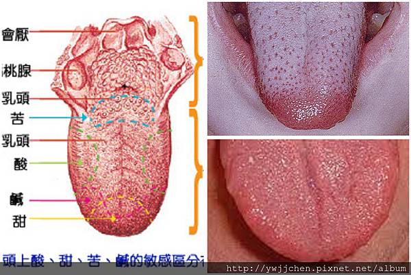 舌頭-001 舌頭-001