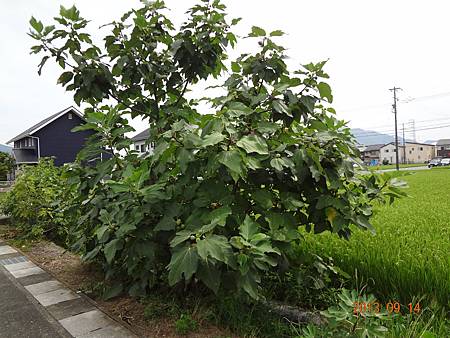 2013.9.13~16岐阜行 (37).JPG 2013.9.13~16岐阜行 (37).JPG