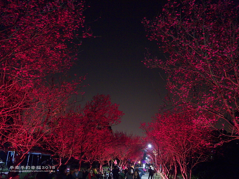 北投夜櫻150213016