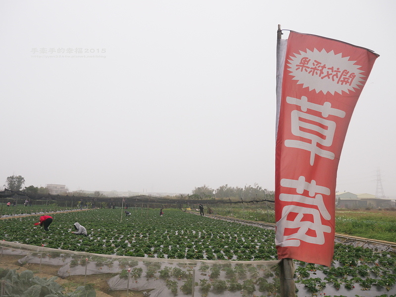 無名草莓園150223002