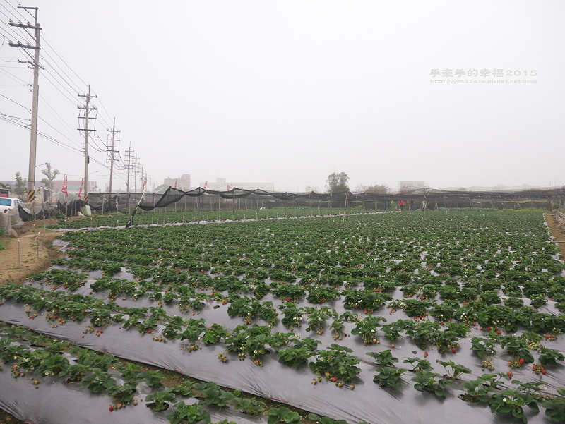 無名草莓園150223003