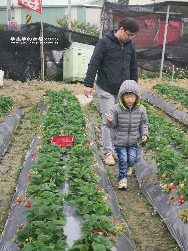 無名草莓園150223010