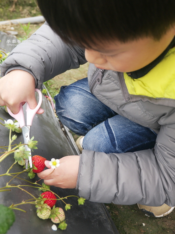 無名草莓園150223014