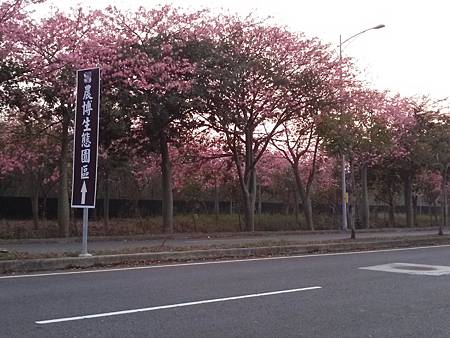 虎尾高鐵農博公園的花季到了---你去朝聖了沒???