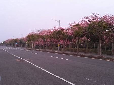 虎尾高鐵農博公園的花季到了---你去朝聖了沒???