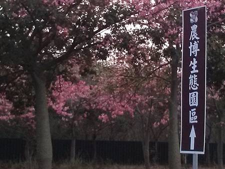 虎尾高鐵農博公園的花季到了---你去朝聖了沒??? 虎尾高鐵農博公園的花季到了---你去朝聖了沒???