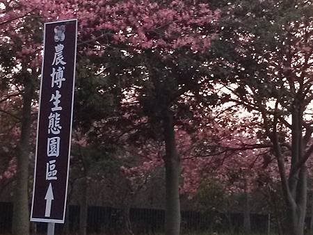 虎尾高鐵農博公園的花季到了---你去朝聖了沒???