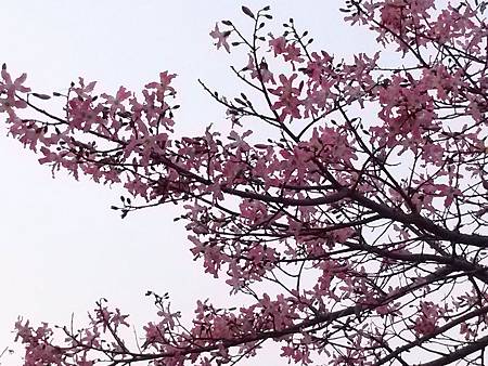 虎尾高鐵農博公園的花季到了---你去朝聖了沒??? 虎尾高鐵農博公園的花季到了---你去朝聖了沒???