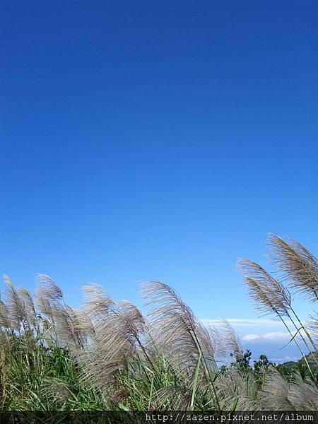 芒草藍天