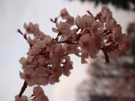 1335699897-4254865010 Sendai-鯛きち 計畫外好吃的鯛魚燒(2012東北秘湯追櫻之旅Day4-4)