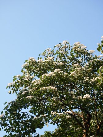 1336794506-2401996343 龍潭-小粗坑賞油桐花