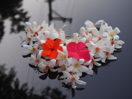 1336794507-1922923152 龍潭-小粗坑賞油桐花