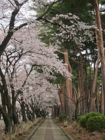 1341911605-2826981231 Nishisnasuno-烏之森公園之終於有櫻花了(2012東北秘湯追櫻之旅Day5-1)