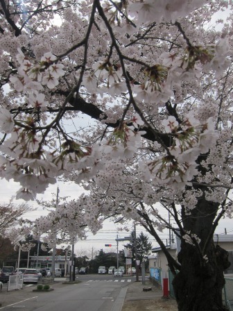 1341911668-2129359332 Nishisnasuno-烏之森公園之終於有櫻花了(2012東北秘湯追櫻之旅Day5-1)