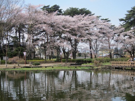 1341912134-1839162866 Nishisnasuno-烏之森公園之終於有櫻花了(2012東北秘湯追櫻之旅Day5-1)