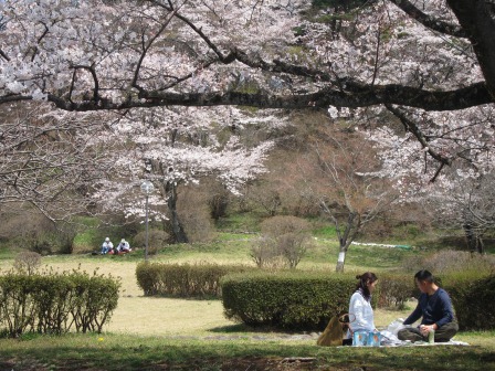 1341912384-1523610733 Nishisnasuno-烏之森公園之終於有櫻花了(2012東北秘湯追櫻之旅Day5-1)