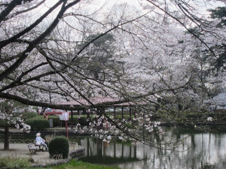 1341912527-2365776917 Nishisnasuno-烏之森公園之終於有櫻花了(2012東北秘湯追櫻之旅Day5-1)