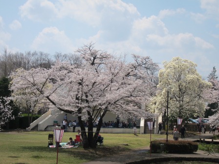 1341912595-1916704448 Nishisnasuno-烏之森公園之終於有櫻花了(2012東北秘湯追櫻之旅Day5-1)