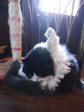 1351939813-791864798 中壢-突點咖啡館 與貓為伍去