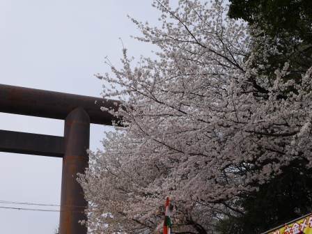 1364222635-2036280351 Kudanshita-櫻花祭始於靖國神社櫻花標本木(2013お花見之一)