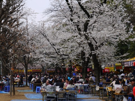 1364222643-3261903887 Kudanshita-櫻花祭始於靖國神社櫻花標本木(2013お花見之一)