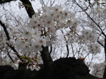 1364222656-2252108546 Kudanshita-櫻花祭始於靖國神社櫻花標本木(2013お花見之一)