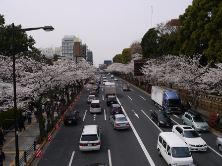 1364222657-270924602 Kudanshita-櫻花祭始於靖國神社櫻花標本木(2013お花見之一)