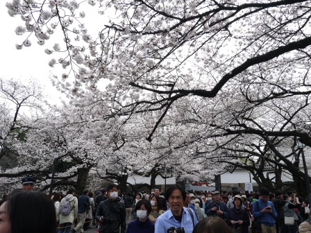 1364265318-733587144 Kudanshita-千鳥ケ淵緑道櫻花祭 給學子最美麗的祝福(2013お花見之二)