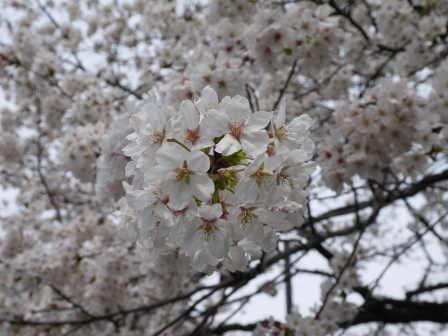 1364265320-502928545 Kudanshita-千鳥ケ淵緑道櫻花祭 給學子最美麗的祝福(2013お花見之二)