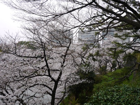 1364265324-706599996 Kudanshita-千鳥ケ淵緑道櫻花祭 給學子最美麗的祝福(2013お花見之二)