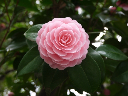 1364265325-2507966605 Kudanshita-千鳥ケ淵緑道櫻花祭 給學子最美麗的祝福(2013お花見之二)
