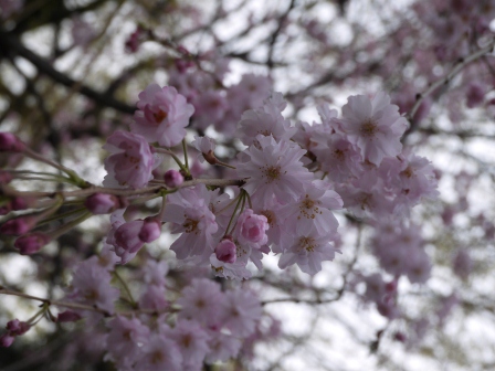 1364566747-3534180717 Ueno-沉醉在上野公園 滿開的櫻花繽紛 無法計畫的祭典(2013お花見之三)