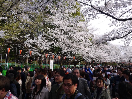 1364566753-142350668 Ueno-沉醉在上野公園 滿開的櫻花繽紛 無法計畫的祭典(2013お花見之三)