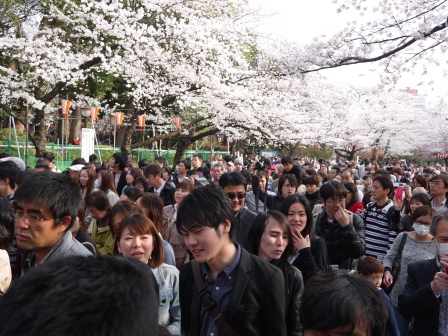 1364566754-2600926537 Ueno-沉醉在上野公園 滿開的櫻花繽紛 無法計畫的祭典(2013お花見之三)
