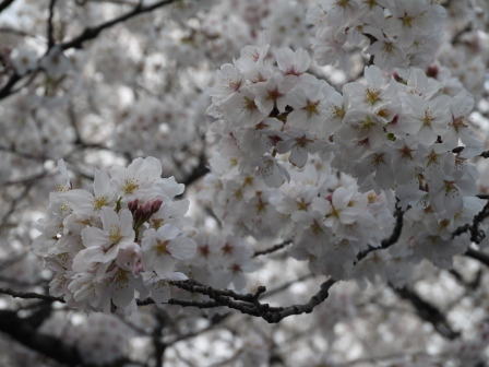 1364566757-2685029327 Ueno-沉醉在上野公園 滿開的櫻花繽紛 無法計畫的祭典(2013お花見之三)