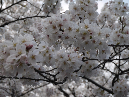 1364566758-892265240 Ueno-沉醉在上野公園 滿開的櫻花繽紛 無法計畫的祭典(2013お花見之三)