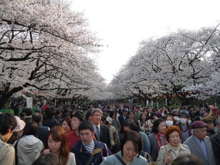 1364566762-3966461502 Ueno-沉醉在上野公園 滿開的櫻花繽紛 無法計畫的祭典(2013お花見之三)