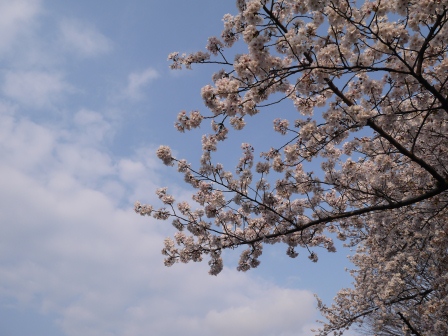 1364566763-1109631937 Ueno-沉醉在上野公園 滿開的櫻花繽紛 無法計畫的祭典(2013お花見之三)