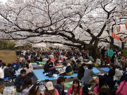 1364566768-2713154338 Ueno-沉醉在上野公園 滿開的櫻花繽紛 無法計畫的祭典(2013お花見之三)